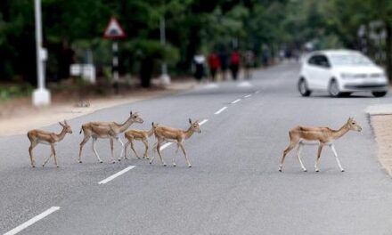 Does nature thrive, where we drive? asks national biodiversity project