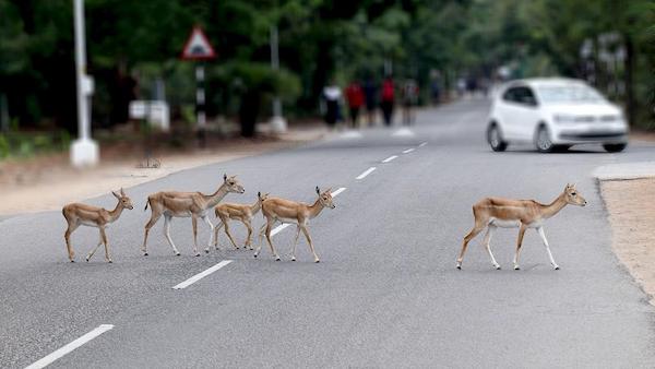 Does nature thrive, where we drive? asks national biodiversity project